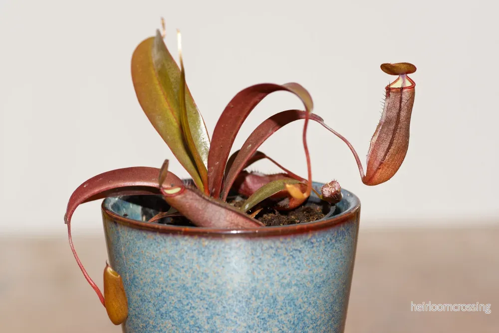Kannabärare (Nepenthes sanguinea Hybrid) Kannabärare (Nepenthes sanguinea Hybrid)
