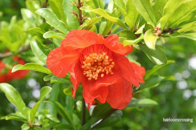 Granatäpple (Punica granatum) | frön, 10 st.