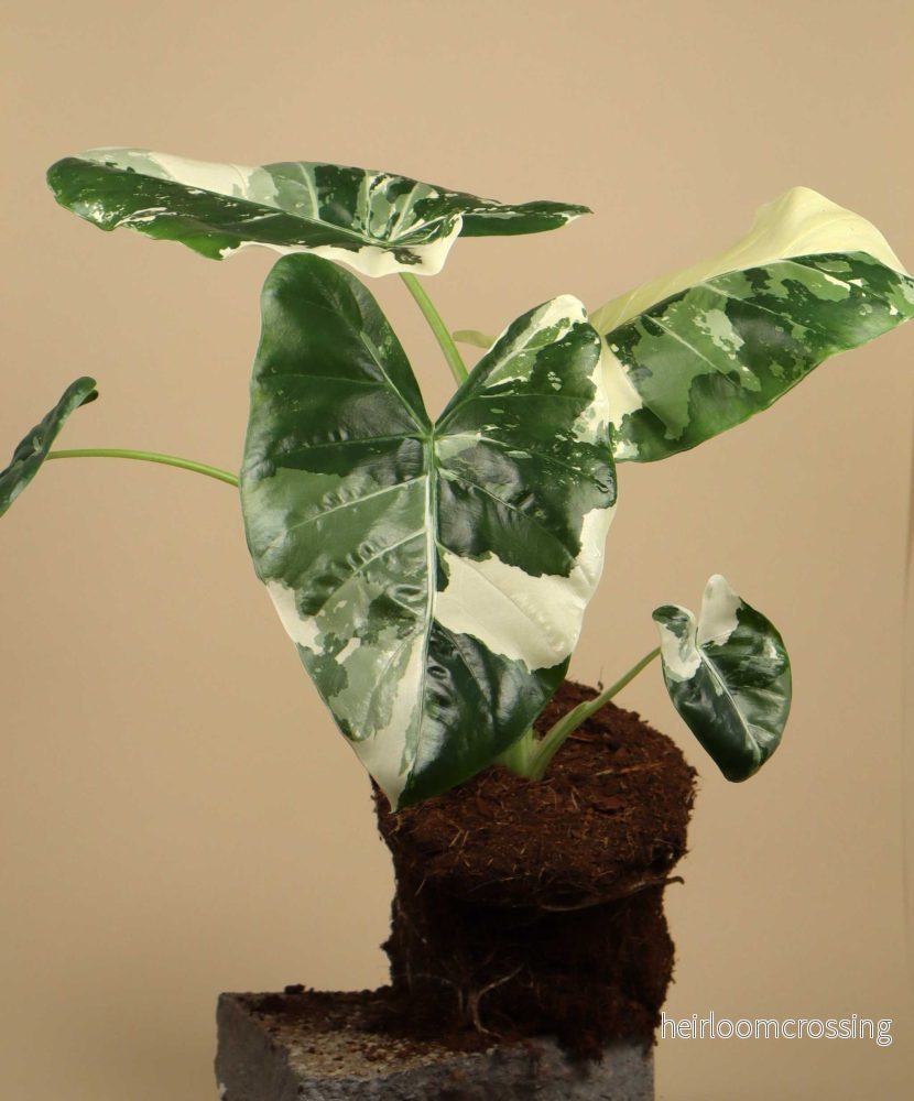 Alocasia macrorrhizos albo variegata - Bild 2