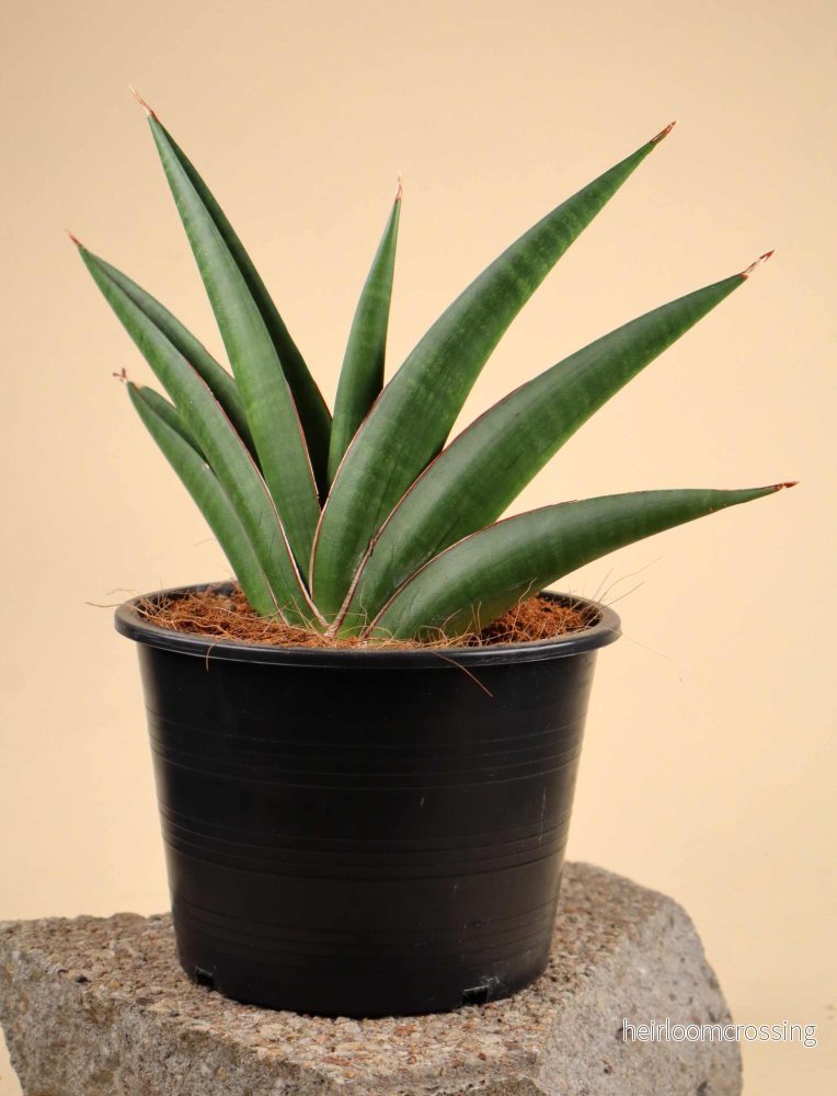 Sansevieria 'Helios Twisted'