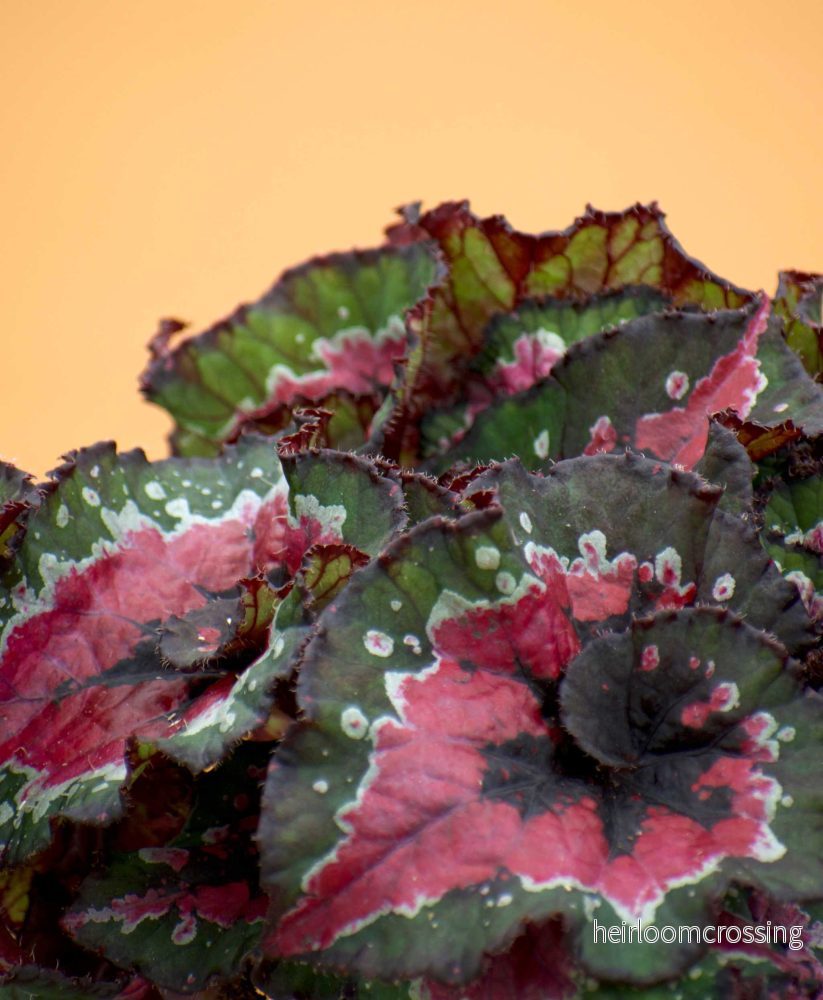 Begonia rex 'macarena' - Bild 2