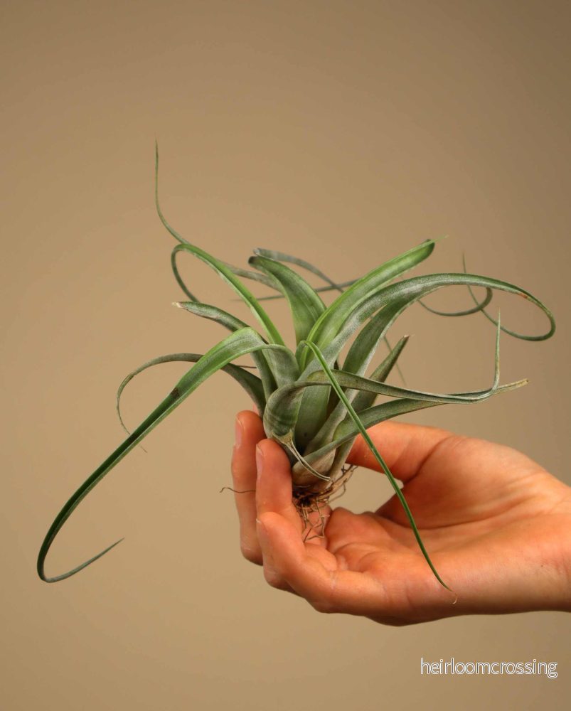 Tillandsia flexuosa - Bild 2
