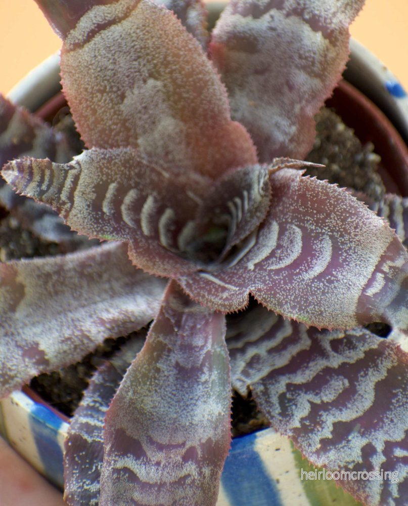 Cryptanthus zonatus - Bild 3