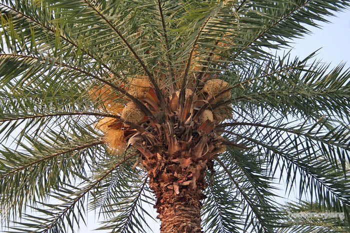 Silver dadelpalm (Phoenix sylvestris) | frön, 10 st. - Bild 3