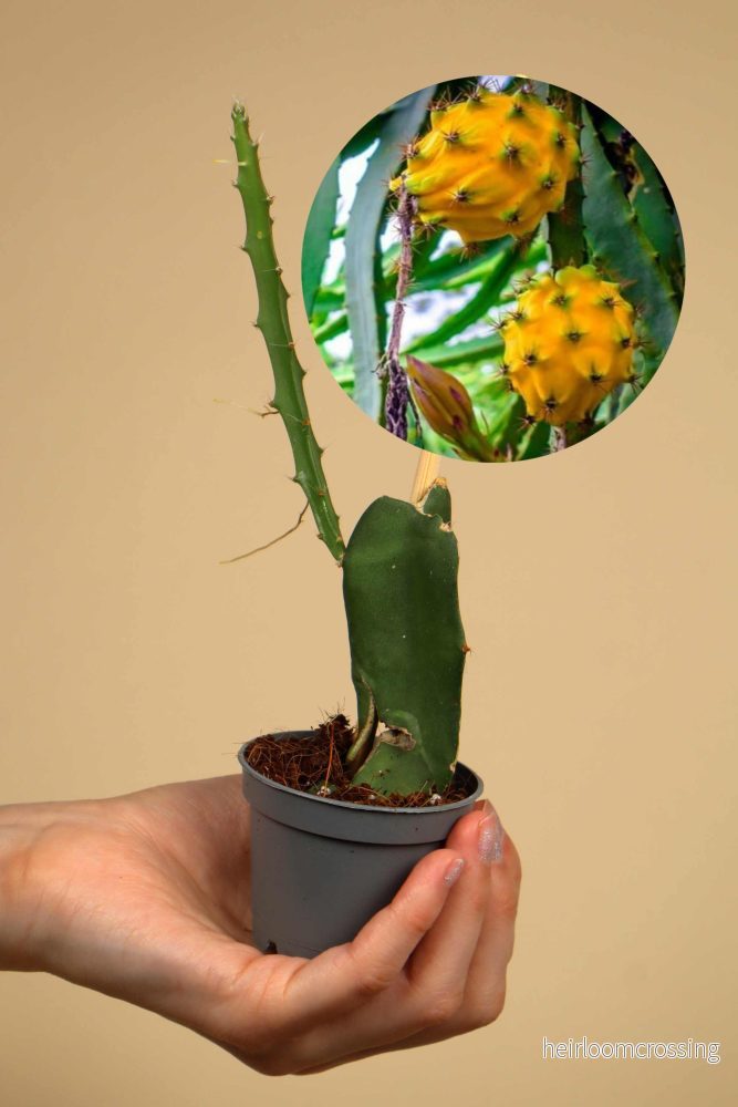 Gul Drakfrukt | Pitaya - Bild 3