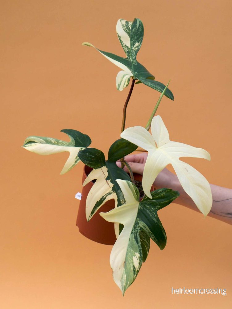 Philodendron florida beauty - Bild 3