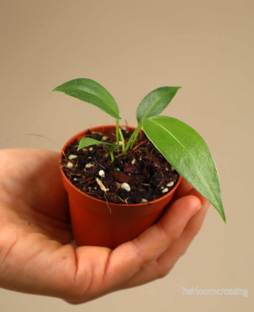 Anthurium wendlingeri - Bild 3