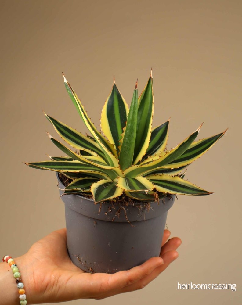 Agave lophantha 'quadricolor' - Bild 3