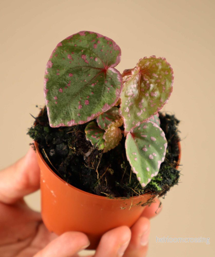 Begonia sp. 'Muara Wahau' (U696) - Bild 3
