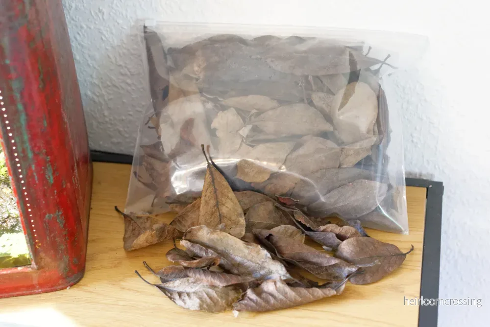 Magnoliablad (ca 2 liter) - Bild 2