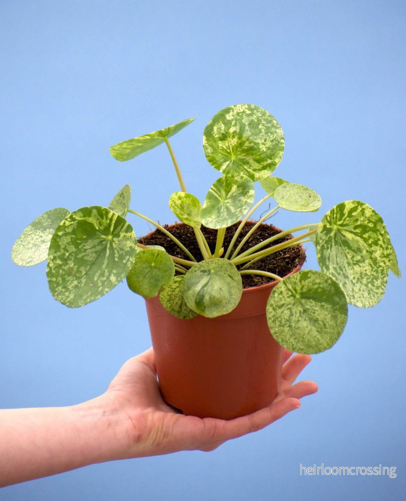Pilea peperomioides ’Mojito’ Pilea peperomioides ’Mojito’