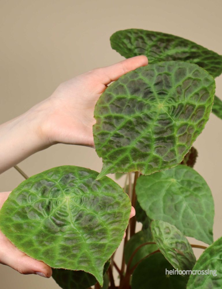 Begonia phuthoensis - Bild 2