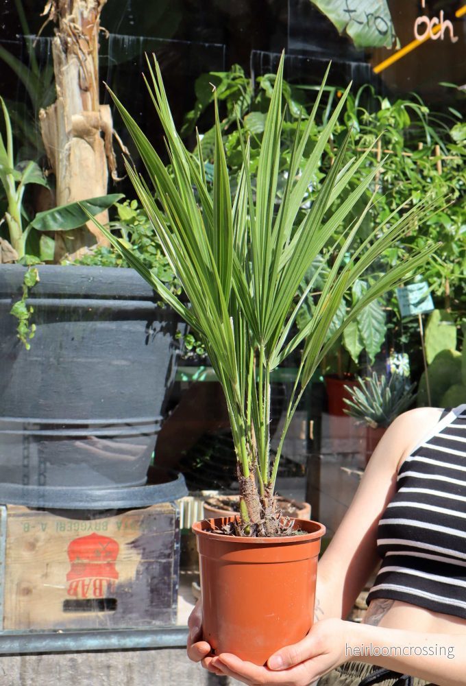 Köldtålig Dvärgpalm | Chamaerops humilis - Bild 3