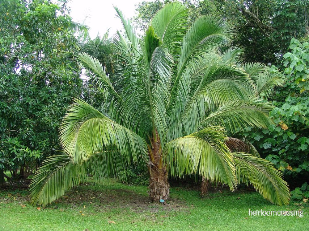 Highland kokospalm (Beccariophoenix alfredii) | frön, 6 st. Highland kokospalm (Beccariophoenix alfredii) | frön, 6 st.
