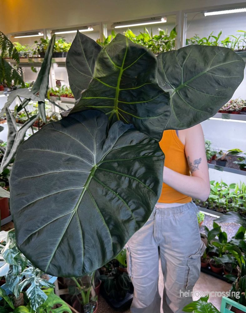 Alocasia 'Regal Shields'