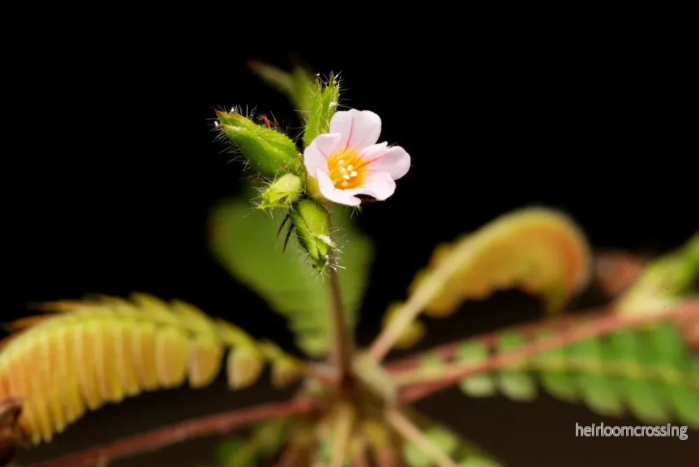 Biophytum (Biophytum sensitivum) | frön, 10 st. - Bild 3