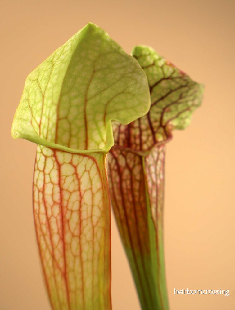 Sarracenia x 'Eva' - Bild 3