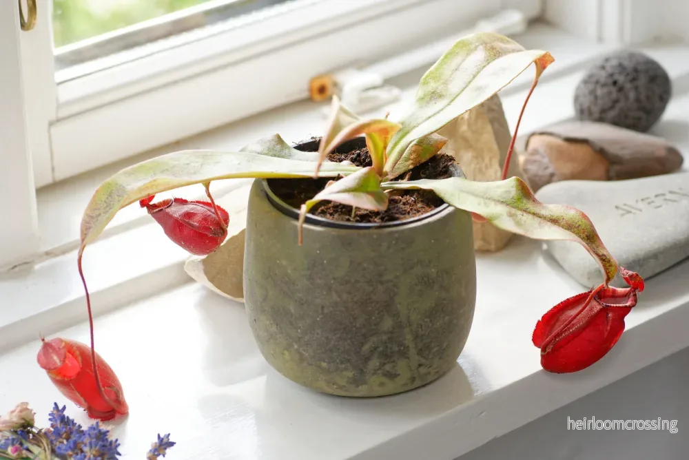 Kannahybrid (Nepenthes mirabillis globosa x ampullaria) - Bild 2