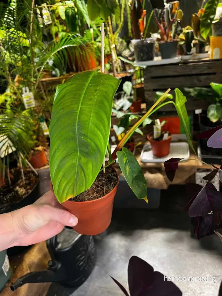 Philodendron sharoniae - Bild 3