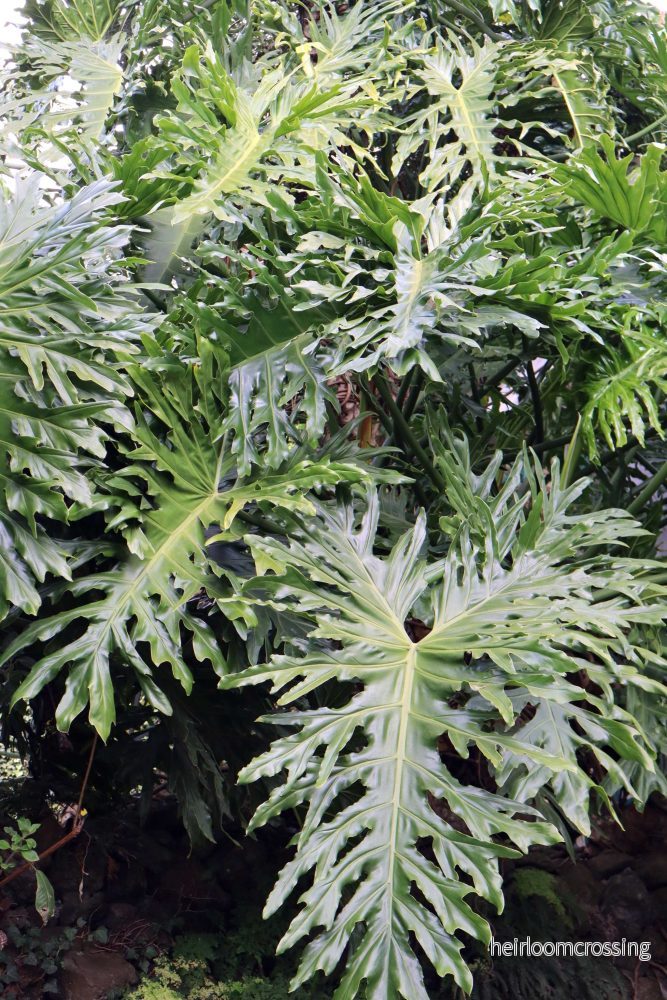 Philodendron bipinnatifidum - Bild 3