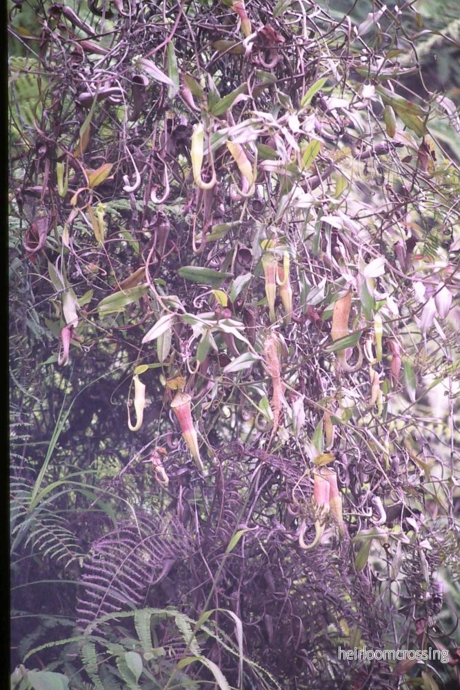 Nepenthes sanguinea