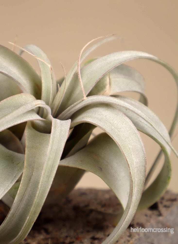 Tillandsia xerographica - Bild 2