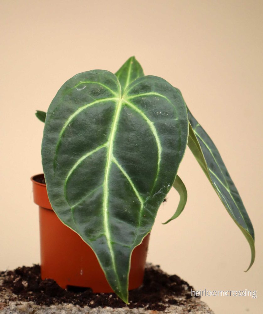 Anthurium regale - Bild 3
