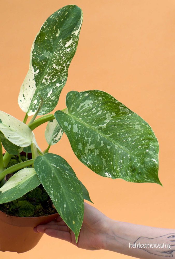 Philodendron 'Jose Buono' - Bild 3