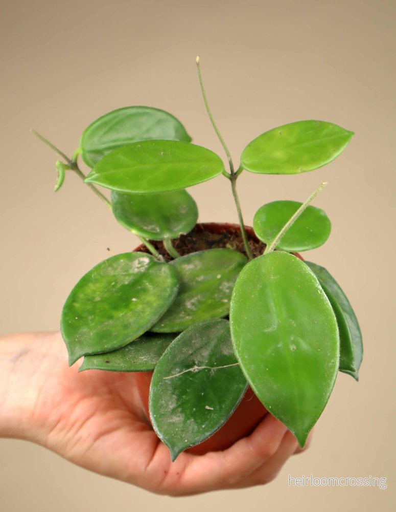 Hoya vangviengiensis - Bild 3