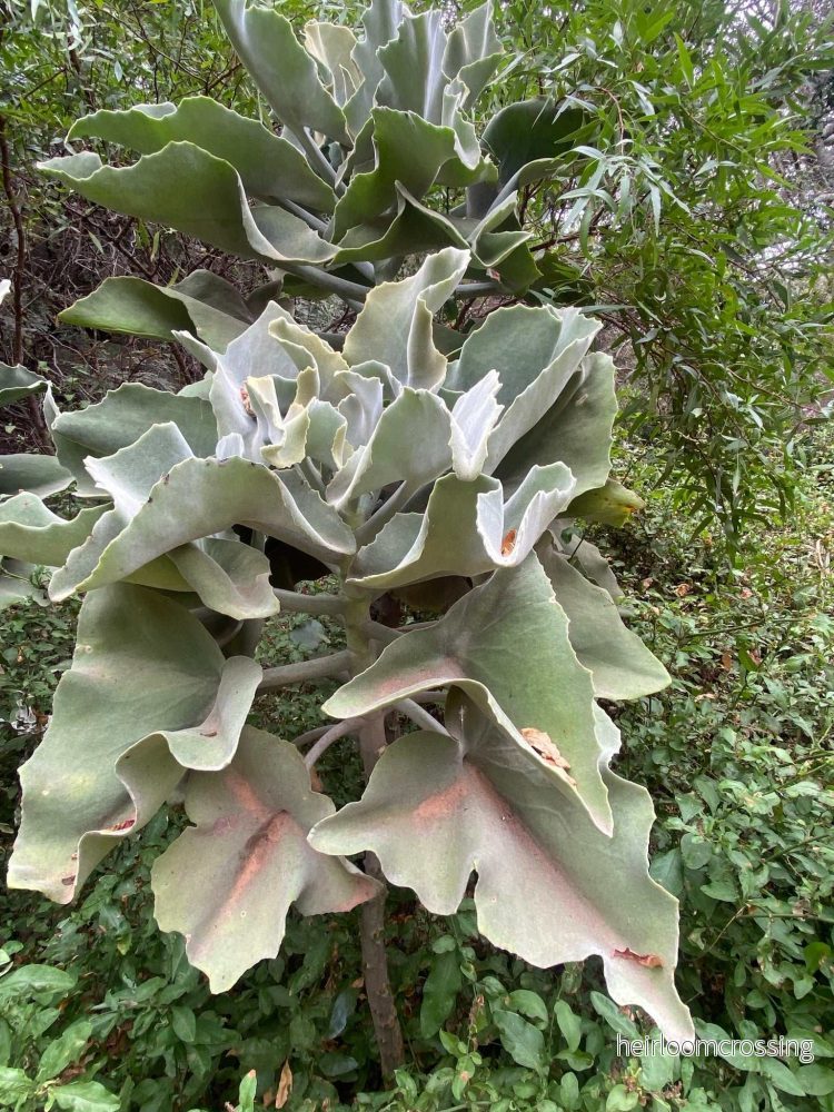 Kalanchoe beharensis ’Kamelhårskalankoe’ Kalanchoe beharensis ’Kamelhårskalankoe’