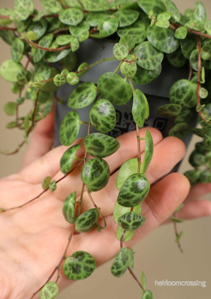 String of turtles 'Peperomia prostrata' - Bild 2