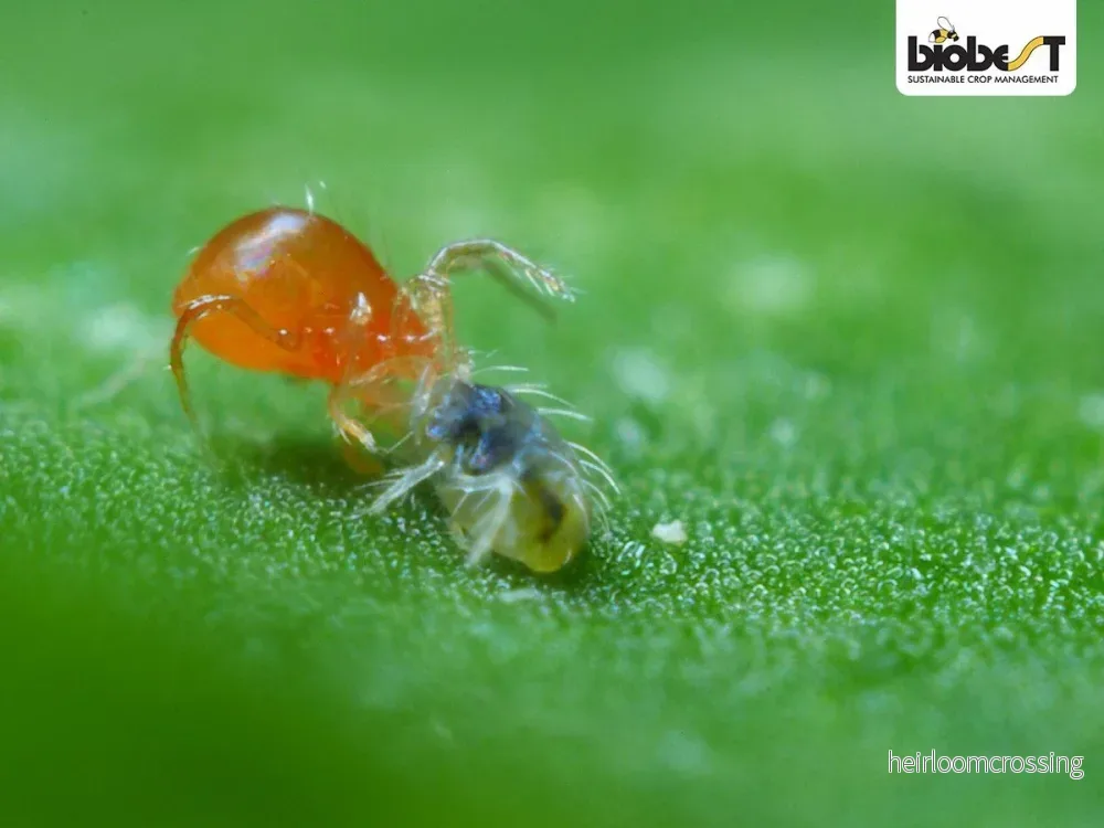 Spinnkvalster (Phytoseiulus persimilis) | mot spinnkvalster - Bild 2