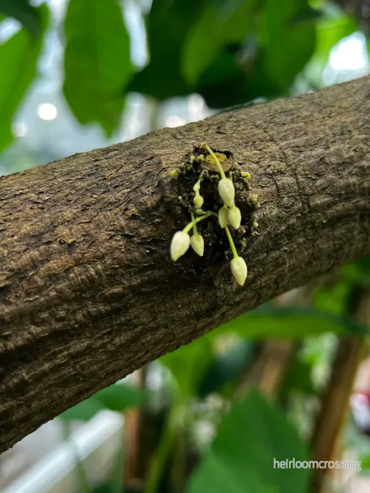 Kakaoträd 'Theobroma cacao' - Bild 3