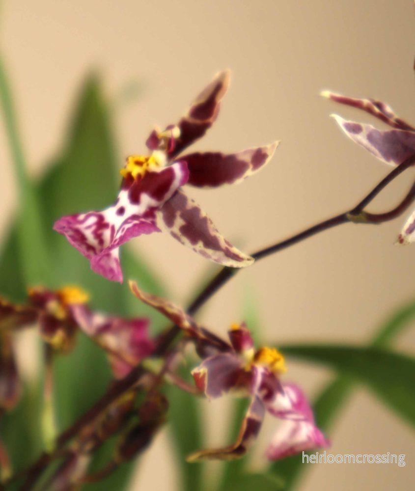 Oncidium 'Titanium treasure' - Bild 2