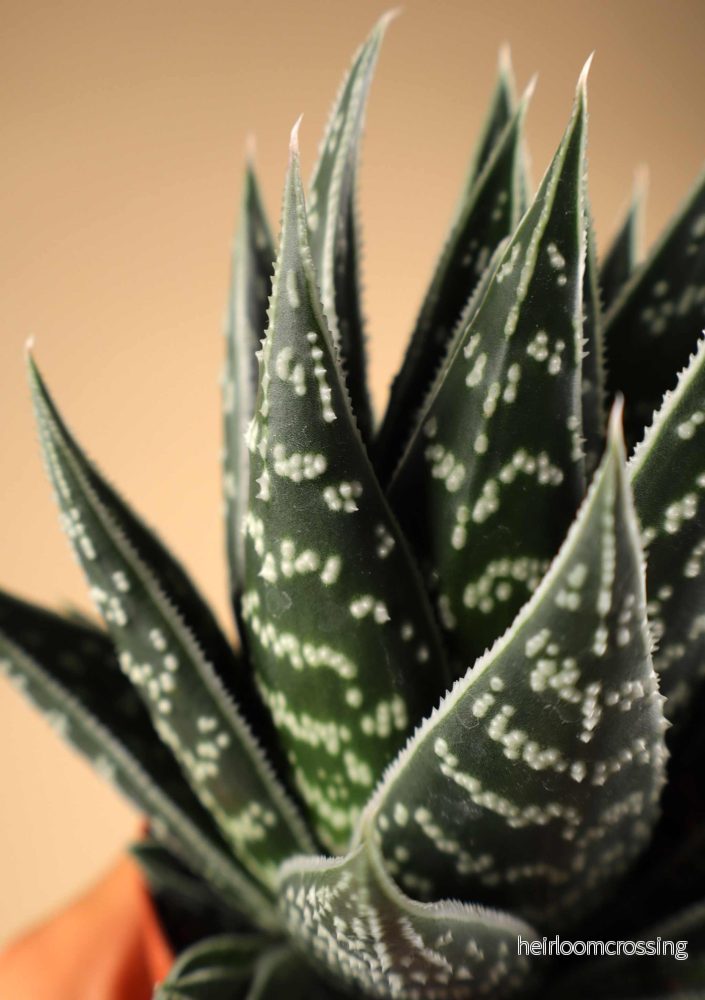 Aloe variegata ‘Tiki Tahi’ - Bild 3