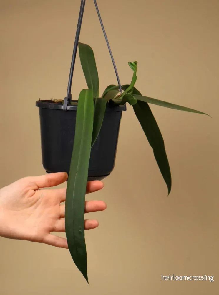 Anthurium vittariifolium - Bild 3
