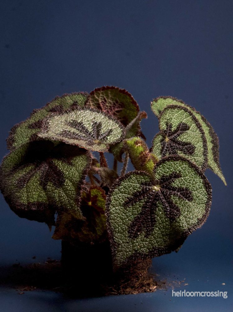 Begonia masoniana (Järnkorsbegonia) - Bild 3