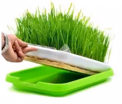 Plantskolan - för 88 plantor eller för groddning av microgreens - Bild 3
