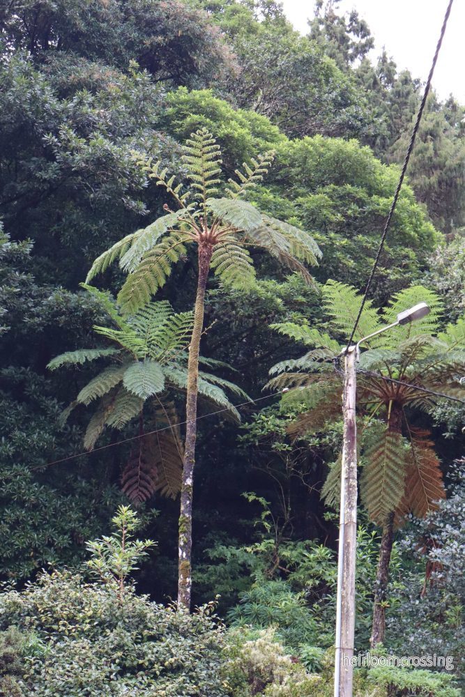 Cyathea cooperi | Trädormbunke Cyathea cooperi | Trädormbunke