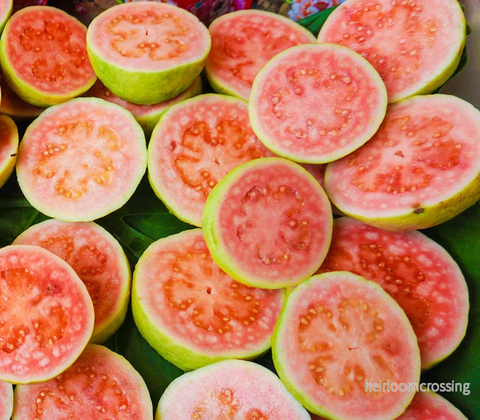 Röd guava (Psidium guajava "colombiansk röd") | frön, 10 st.
