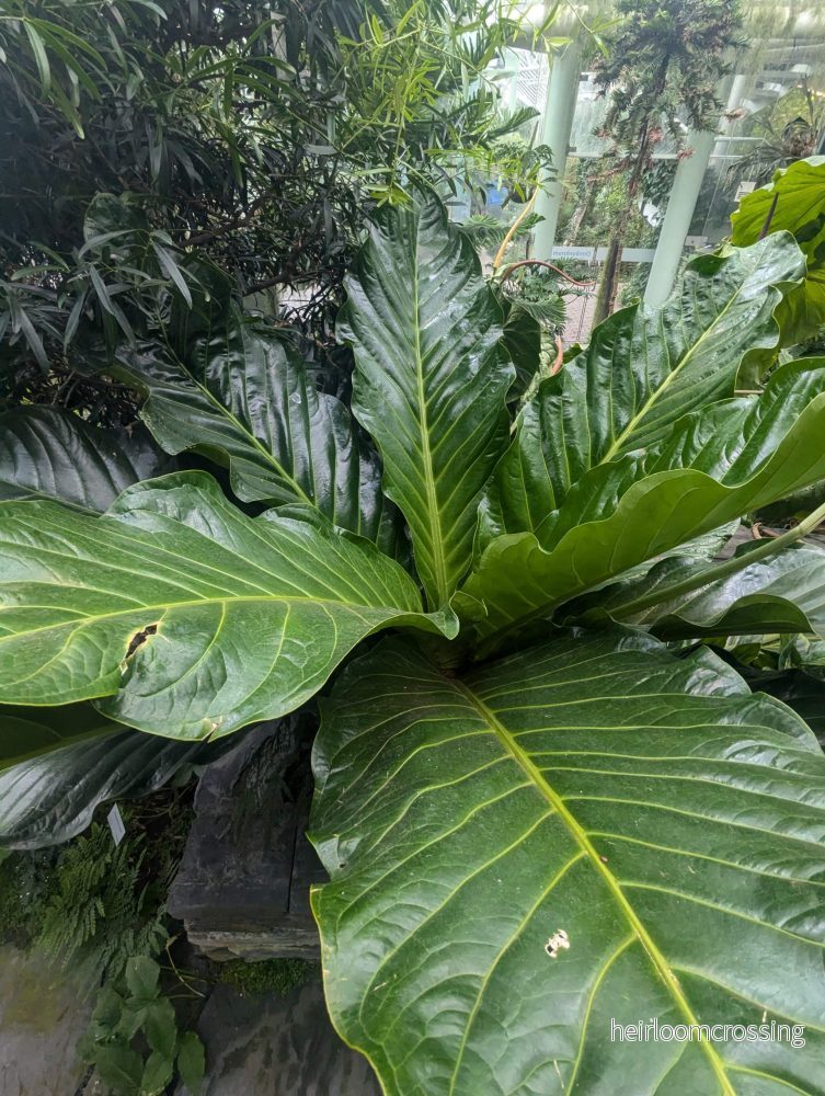 Anthurium jenmanii