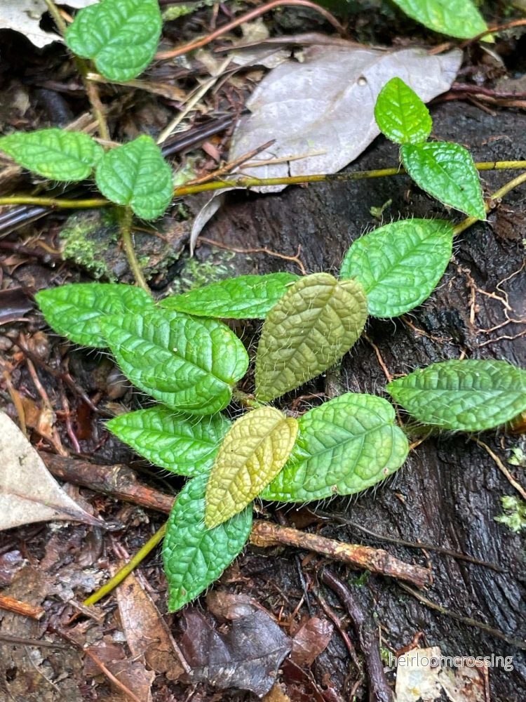 Ficus villosa - Bild 3