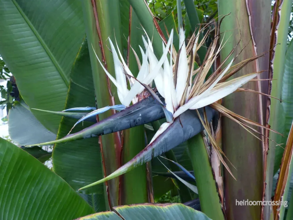 Vit paradisblomma (Strelitzia alba) | frön, 5 st.