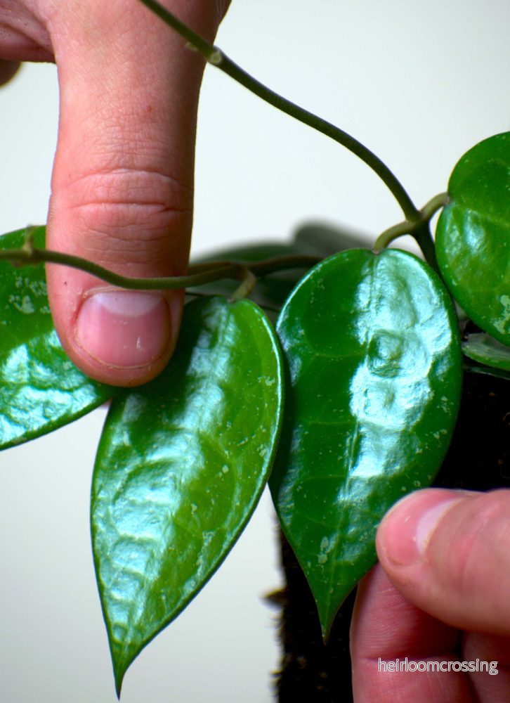 Hoya parasitica - Bild 2