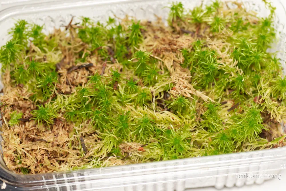 Terrariummossa: Levande sphagnum Terrariummossa: Levande sphagnum