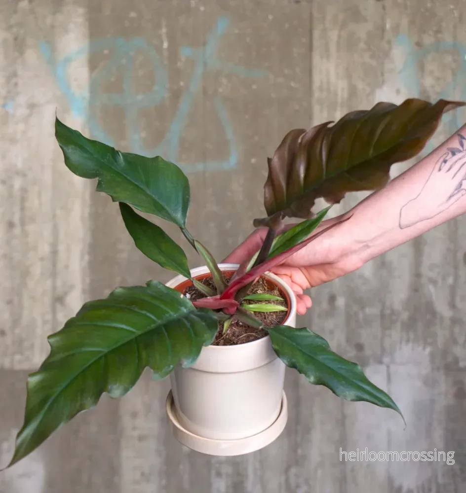 Philodendron 'Choco Empress'