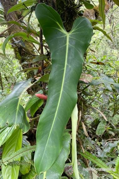 Klättringsfilodendron (Philodendron hebetatum) | frön, 10 st. Klättringsfilodendron (Philodendron hebetatum) | frön, 10 st.