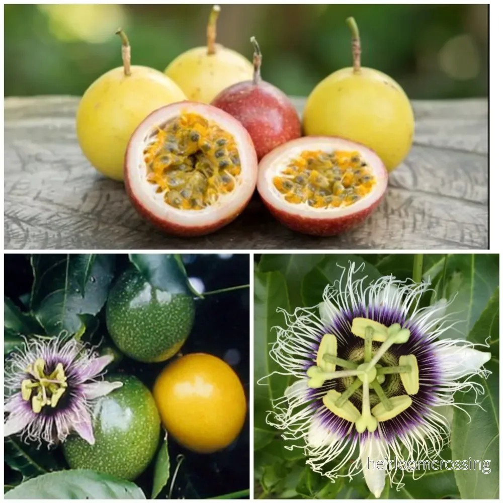 Gul passionsfrukt (Passiflora edulis flavicarpa) | frön, 15 st. - Bild 3