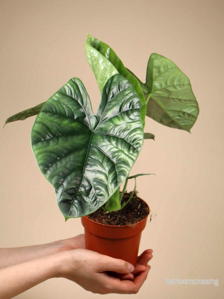 Alocasia Lukiwan