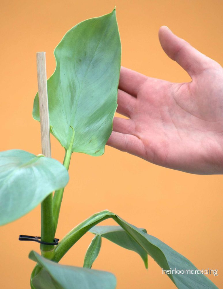 Philodendron hastatum ’Silver Sword’ Philodendron hastatum ’Silver Sword’